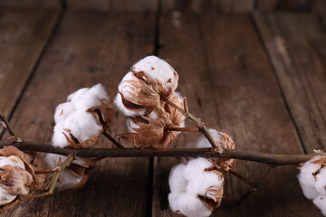 A branch of dry cotton on a dark wooden background