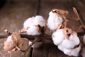 A branch of dry cotton on a dark wooden background