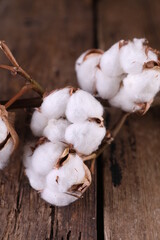A branch of dry cotton on a dark wooden background