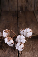 A branch of dry cotton on a dark wooden background