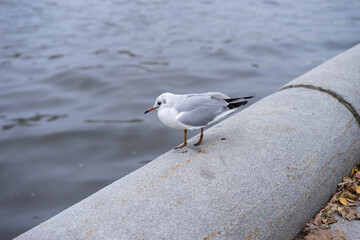 Seagull or albatross over sea