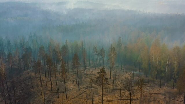 Trees after recent forest fire, devastated woods. Pine forest under smoke, ash on the ground, environmental damage, destruction of nature, aerial drone view