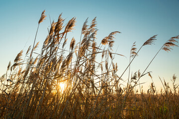 The sun behind the tall grasses and the blue sky