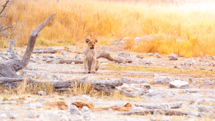 Fototapeta premium Lion cub in african savanna