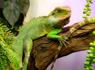 Water agama, male.
 This is a large lizard, the length of adults reaches one meter. Males have a...