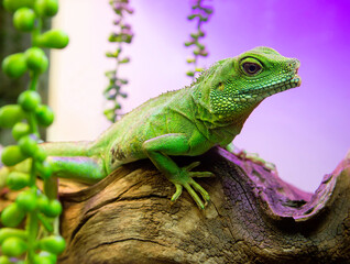 Water agama, female.
 This is a large lizard, the length of adults reaches one meter, of which about 2/3 falls on the tail. 