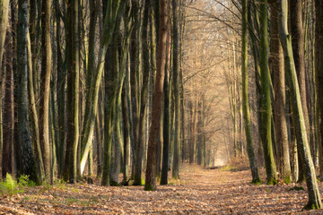 An alley in the forest between tall trees