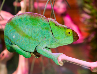 Panther chameleon Ambato. Female.
This is a brightly colored species of reptile lizards that live in the tropical forests of the Republic of Madagascar. The body is painted in various shades of blue a