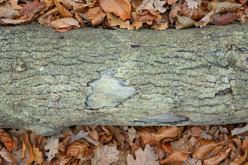 An old tree log lying among the leaves