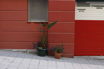 Plants in the street