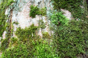 Green moss growing on a tree trunk