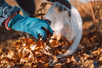Female hand collects and piles fallen autumn leaves into a big sack. Seasonal cleaning of city...