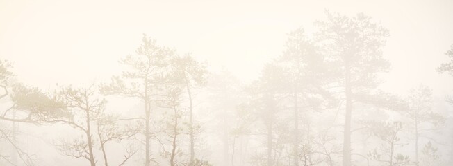 Evergreen forest (bog) in a thick mysterious fog at sunrise. Latvia. Soft sunlight. Idyllic autumn landscape. Fairy, dreamy scene. Pure nature, ecotourism theme