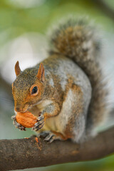 Close up view of a squirrel eating a nut in a tree with green background. Animals in the middle of nature.