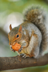 Close up view of a squirrel eating a nut in a tree with green background. Animals in the middle of nature.