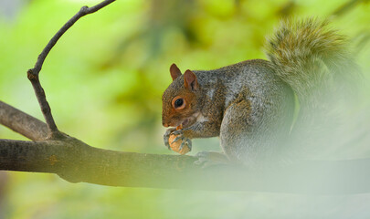 Close up view of a squirrel eating a nut in a tree with green background. Animals in the middle of nature.