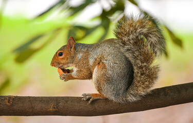 Close up view of a squirrel eating a nut in a tree with green background. Animals in the middle of nature.