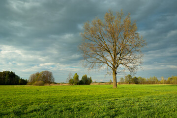 Fototapeta na wymiar Oak tree in the meadow, spring view