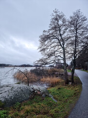 tree on the river