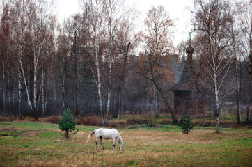 Travel by Russia. A white horse stands near ancient wooden church in the park.