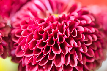 Close up of the petals of a fresh red chrysanthemum. Colorful autumn flowers bouquet with selective focus and copy space.