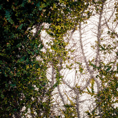Fototapeta premium vines on wall