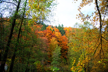 Fototapeta premium Herbst 2021