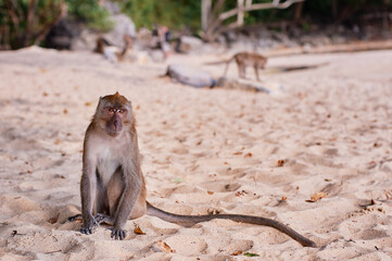 Wild macaque monkey on the sand beach.