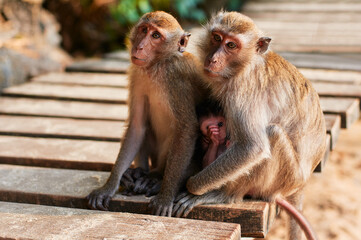 Wildlife. Macaque family with baby monkey.