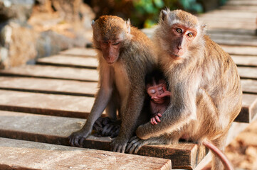 Wildlife. Macaque family with baby monkey.