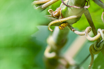 A pair of ladybugs mate on a vine among the leaves