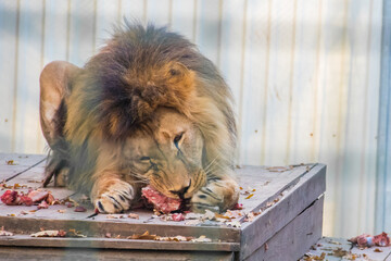 Male lion (Panthera leo) eating meat in a zoo