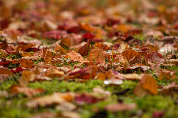 Carpet cover of autumn colored leaves on the ground. Top view, no people
