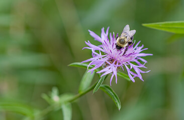 bee on lavender