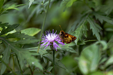 butterfly on flower