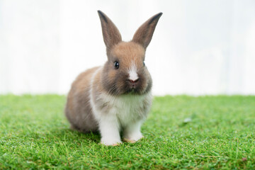 Easter animal bunny concept. Adorable little furry brown, white baby rabbit standing on green grass with light while watching something over white background