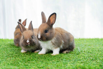 Tiny furry adorable brown white baby rabbit sitting together on the green grass. Baby bunny playful on the meadow. Easter family animal bunny concept