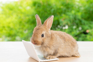 Newborn tiny brown white bunny with small laptop sitting on the green grass. Lovely baby rabbit looking at notebook on lawn natural background. Easter fluffy rodent concept