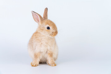 Easter bunny animal concept. Adorable newborn baby brown rabbit bunnies looking at something while sitting over isolated white background.
