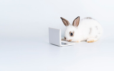 Adorable furry baby little white brown rabbit looking at laptop learn something while sitting over isolated white background. Easter animal bunny education technology concept.