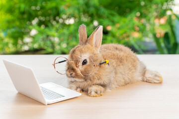 Easter holiday animal, technology e-learning concept. Baby bunny brown wearing eye glasses with laptop sitting on the wood. Lovely baby rabbit looking camera with notebook on bokeh nature background.