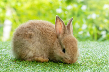 Adorable fluffy baby brown bunny rabbit sitting on green grass over natural background. Furry cute wild-animal single at outdoor. Easter animal concept.