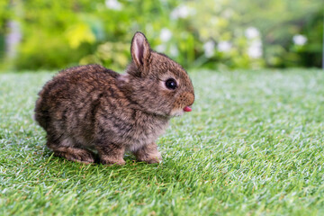 Adorable fluffy baby brown bunny rabbit sitting alone on green grass over natural background. Furry...