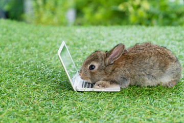 Newborn tiny brown bunny with small laptop sitting on the green grass. Lovely baby rabbit looking at notebook on lawn natural background. Easter fluffy rodent concept