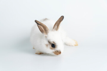 Adorable newborn baby white and brown rabbit bunnies looking at something while sitting over isolated white background. Easter bunny animal concept.