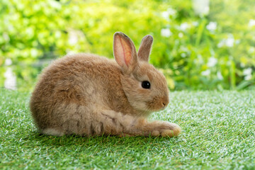 Easter animal bunny concept. Adorable little baby brown rabbit cleaning own body while sitting alone on green grass over leaves nature background.
