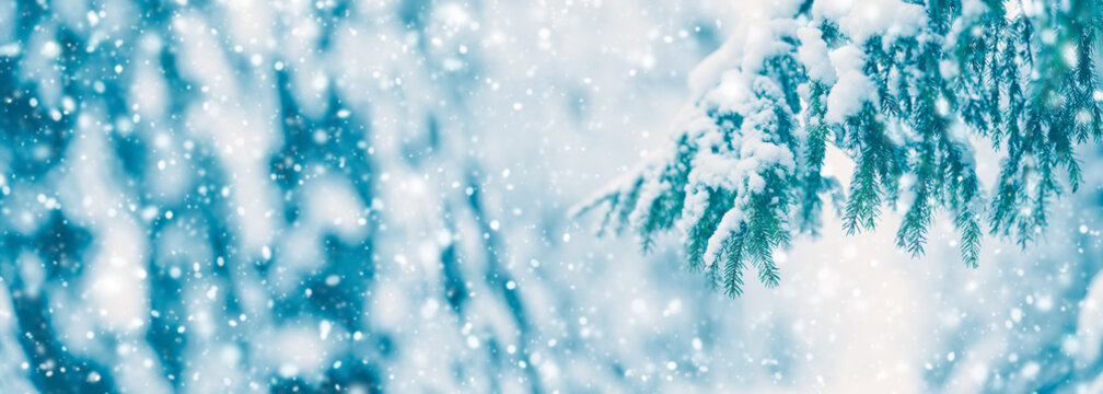 Beautiful view of the fir twigs with fluffy snow on them in snofall
