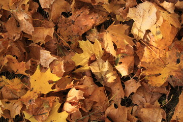 autumn leaves on the ground, background of fall