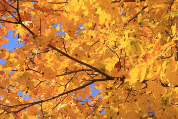 a branch of a tree with yellow autumn leaves