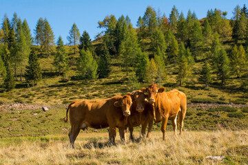 Fototapeta na wymiar Dairy cows in their summer pasture at Laghi di Festons on Sella Festons near Sauris di Sopra, Udine Province, Friuli-Venezia Giulia, north east Italy 